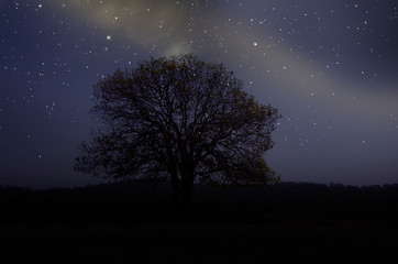 Fototapeta na wymiar Starlight and milky way with lonely tree in dark night