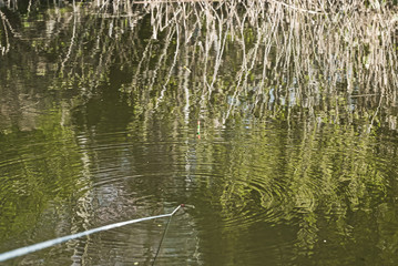 池で釣りをする　釣り竿