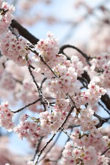 桜　サクラ　さくら