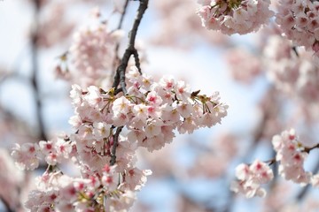 桜　サクラ　さくら