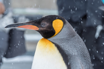 オウサマペンギン / 旭山動物園 ペンギンの散歩