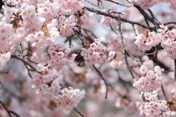 桜　サクラ　さくら
