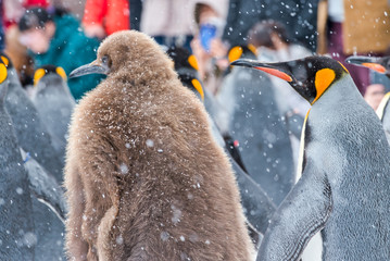 オウサマペンギンのヒナ / 旭山動物園 ペンギンの散歩