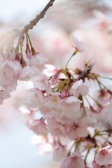桜　サクラ　さくら