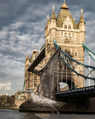 Fototapeta na wymiar Tower Bridge and bird taking off