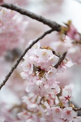 桜　サクラ　さくら