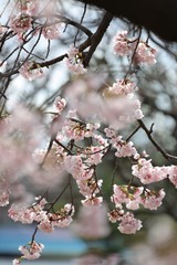 桜　サクラ　さくら