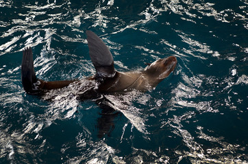 Naklejka premium seal basking in the sea