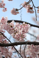 桜　サクラ　さくら