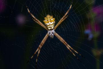 Yellow spider in a spiderweb with a dark background