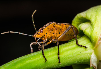 Little bug walking in a plant