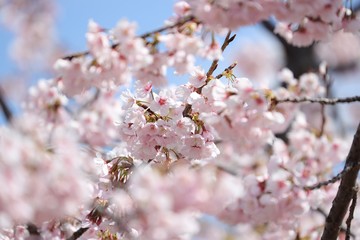 桜　サクラ　さくら