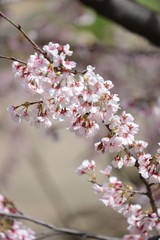 桜　サクラ　さくら