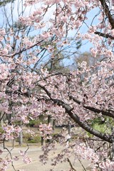 桜　サクラ　さくら