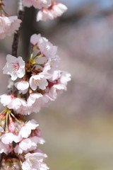 桜　サクラ　さくら