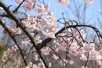 桜　サクラ　さくら