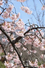 桜　サクラ　さくら