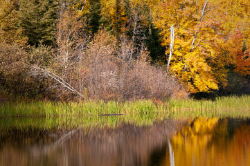 Autumn colors illuminated by the light of a setting sun are reflected in the calm surface of the Michigamme River near Crystal Falls in Michigan's Upper Peninsula.