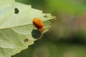 unbestimmter kleiner orangebrauner Käfer leuchtend