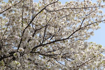 桜　サクラ　さくら