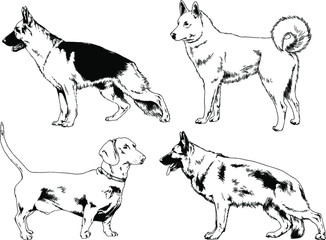 vector drawings sketches pedigree dogs in the racks drawn in ink by hand , objects with no background