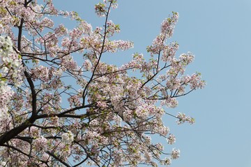 桜　サクラ　さくら