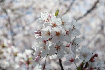桜　サクラ　さくら