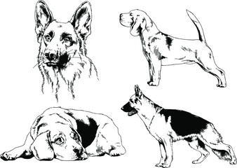 vector drawings sketches pedigree dogs in the racks drawn in ink by hand , objects with no background