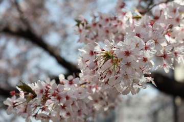 桜　サクラ　さくら