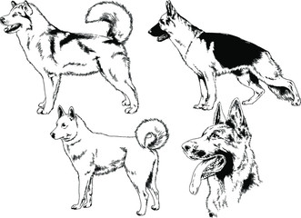 vector drawings sketches pedigree dogs in the racks drawn in ink by hand , objects with no background