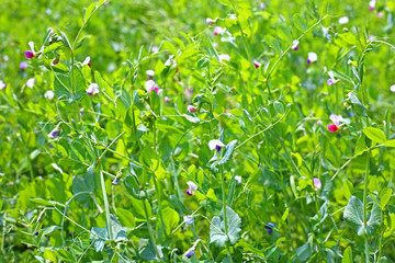 fresh and beautiful green peas growing on the farm