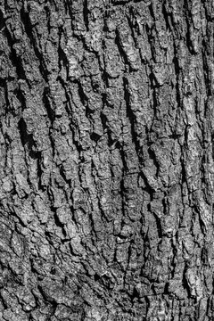 Crisp tree trunk texture.