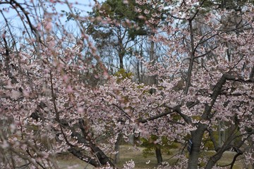 桜　サクラ　さくら