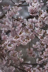 桜　サクラ　さくら