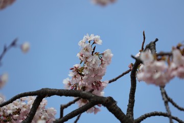桜　サクラ　さくら