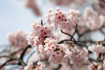 桜　サクラ　さくら