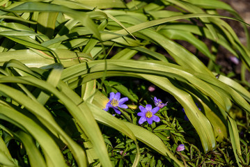 Light purple spring blooms on ground cover, yellow green leaves draping over