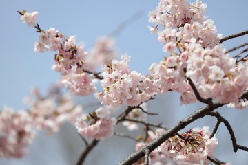 桜　サクラ　さくら