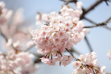 桜　サクラ　さくら