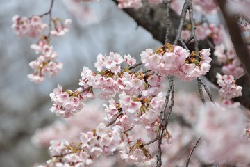 桜　サクラ　　さくら