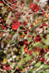 Deep red spring blooms on a bush in the garden