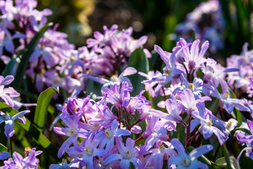 Spring flowers, small pink and white flowers blooming in the garden