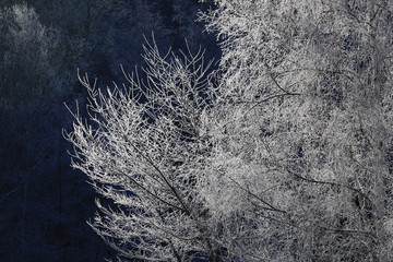 霧氷　厳冬　厳寒の朝　樹氷