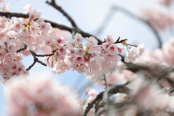 桜　サクラ　　さくら