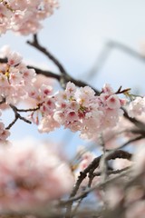桜　サクラ　　さくら