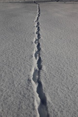 足跡　足あと　雪景色　雪　ゆき　野生動物