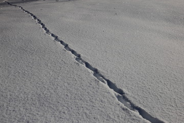 足跡　足あと　雪景色　雪　ゆき　野生動物
