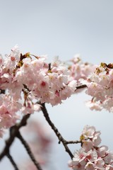 桜　サクラ　　さくら