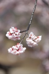 桜　サクラ　　さくら