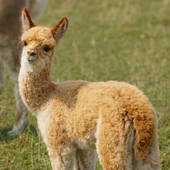 Fototapeta premium A beautiful red headed baby alpaca enjoying a lovely late summer day.